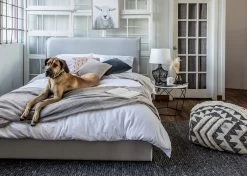 Breathe 18″ Square Feather Cushion – Quiet Grey Velvet -Chic Furniture Shop 041920 bre 010 1 Breathe18 SquareFeatherCushion QuietGreyVelvet lifestyle 6