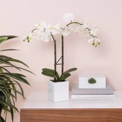 Orchid Potted Faux Double Stem 23" - White -Chic Furniture Shop 16858 z 5 lg