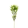 Desert Lily Stem - Green/White 1 Desert Lily Stem - Green/White -Chic Furniture Shop 19544 z lg