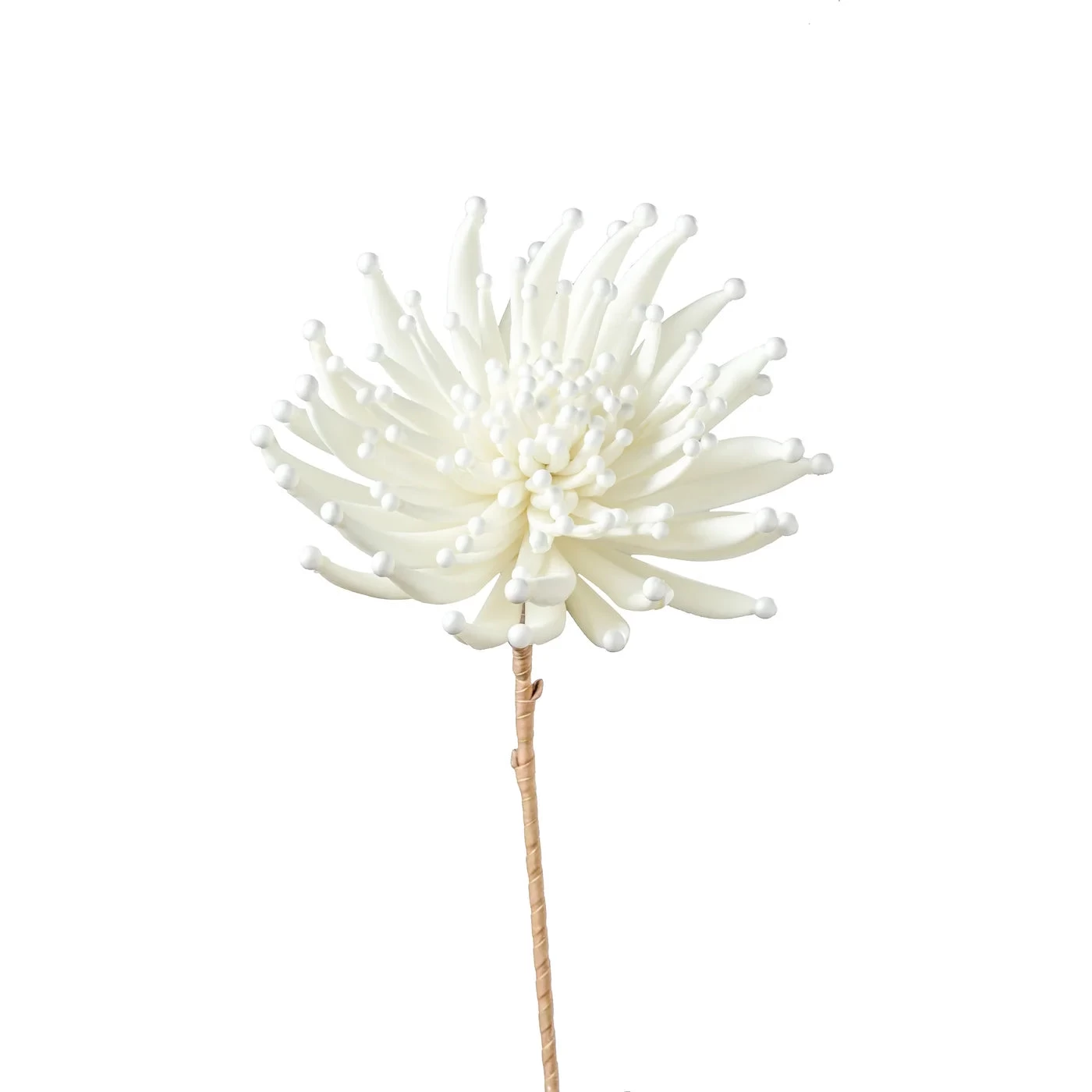 Desert Zinnia Burst 33.5L" Stem - White 3 Desert Zinnia Burst 33.5L" Stem - White