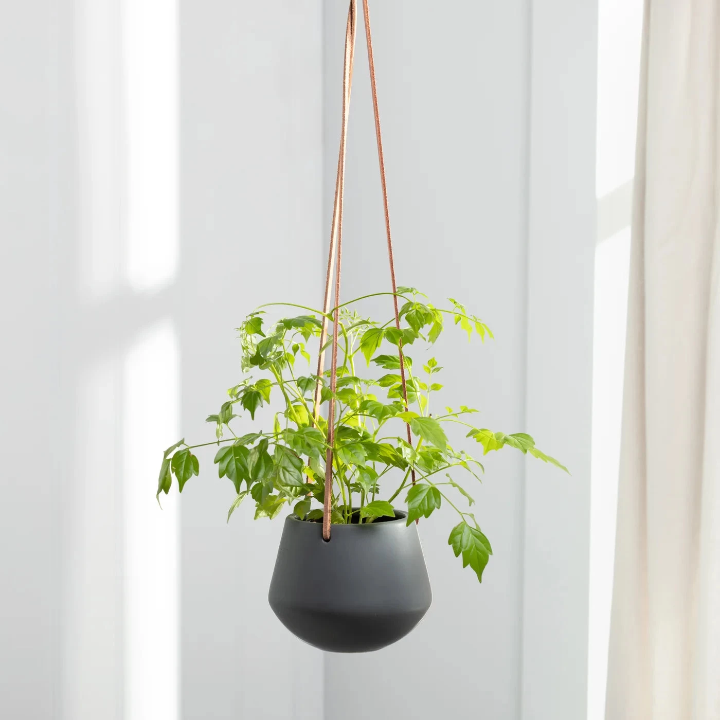 Ashbury Leather Hanging 5" Diameter Grey Ceramic Drop Pot Planter 3 Ashbury Leather Hanging 5" Diameter Grey Ceramic Drop Pot Planter