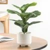Riviera Ceramic Potted Faux 14h" Fiddle Leaf Fig Plant -Chic Furniture Shop 26595 z lg