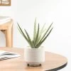 Riviera Ceramic Potted Faux 11h" Aloe Succulent Plant -Chic Furniture Shop 26596 z lg