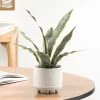 Riviera Ceramic Potted Faux 16h" Snake Plant -Chic Furniture Shop 26619 z lg