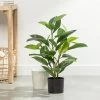 Rubber Tree 29h" Faux Potted Plant -Chic Furniture Shop 26879 z lg