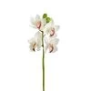 Cymbidium Orchid 30.5" Stem - White -Chic Furniture Shop 27202 z lg