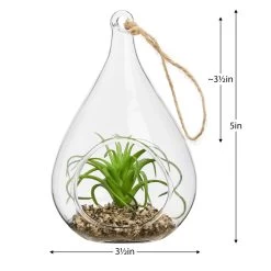 Hanging Glass 5h" Teardrop Potted Faux Succulent - Air Plant -Chic Furniture Shop 27349 z 2 lg