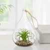 Hanging Glass 5h" Teardrop Potted Faux Succulent - Air Plant -Chic Furniture Shop 27349 z lg
