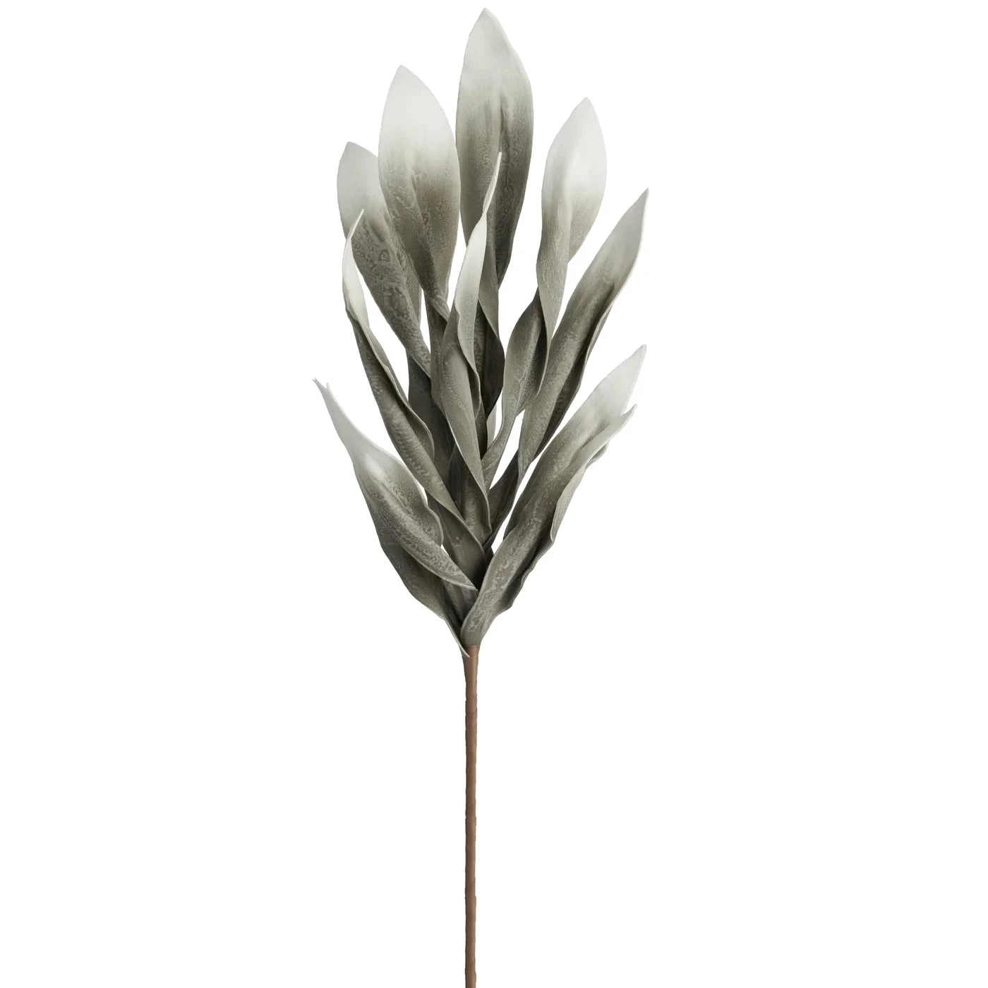 Desert Broad Leaf Flame Grass 38" Stem - Antique Grey 3 Desert Broad Leaf Flame Grass 38" Stem - Antique Grey