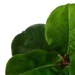 Fiddleleaf Tree 41h" Potted Faux Plant 10 Fiddleleaf Tree 41h" Potted Faux Plant -Chic Furniture Shop 27460 z 3 lg