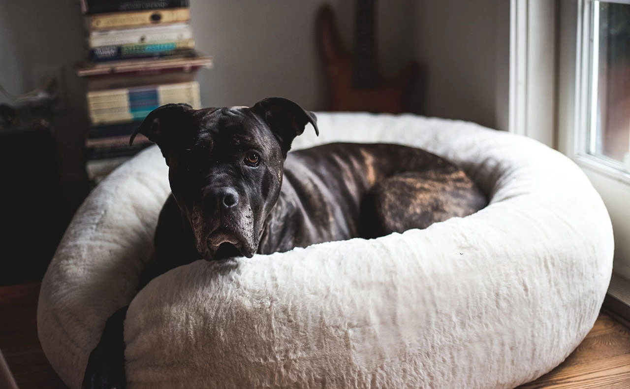 Frank’s Large Cuddler – Cream 13 Frank’s Large Cuddler – Cream - Image 12