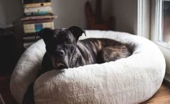 Frank’s Small Cuddler – Cream -Chic Furniture Shop franks cuddler cream large 8 1 b7659ca9 4af9 4ee5 9085 4131c52cd747