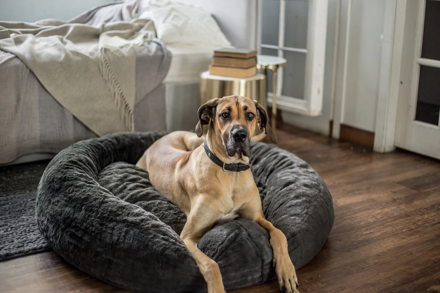 Frank’s Medium Cuddler – Smoke Grey 4 Frank’s Medium Cuddler – Smoke Grey - Image 2