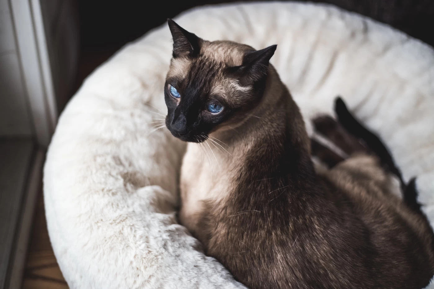 Frank’s Large Cuddler – Cream 17 Frank’s Large Cuddler – Cream - Image 16