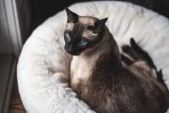 Frank’s Small Cuddler – Cream -Chic Furniture Shop lifestyle oct 30 2020 00 5fe8769a cbb0 4368 afbe 4835610519ea