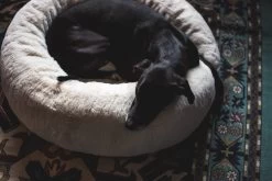 Frank’s Small Cuddler – Cream -Chic Furniture Shop lifestyle oct 30 2020 05 7413340e bc7d 4be7 97c4 2005b59e7b9b