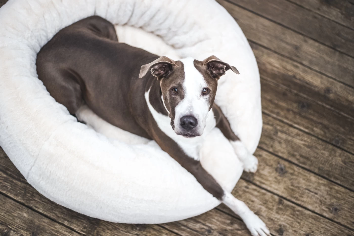 Frank’s Large Cuddler – Cream 10 Frank’s Large Cuddler – Cream - Image 9