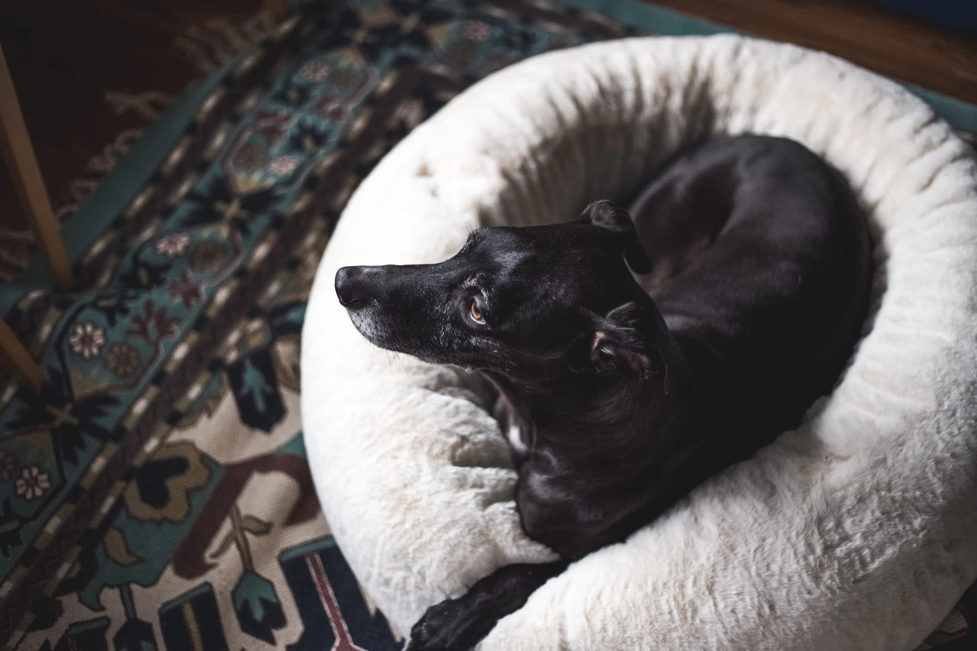 Frank’s Large Cuddler – Cream 15 Frank’s Large Cuddler – Cream - Image 14