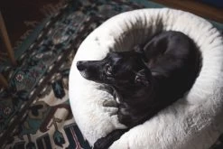 Frank’s Small Cuddler – Cream -Chic Furniture Shop lifestyle oct 30 2020 09 b8bc48f5 2aed 46e4 bf33 7f0b8718c5a9