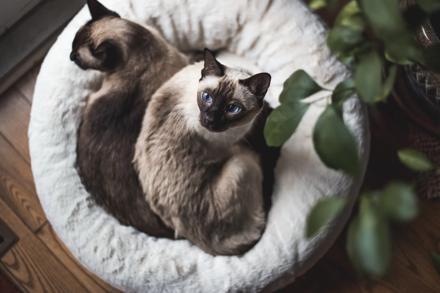 Frank’s Large Cuddler – Cream 18 Frank’s Large Cuddler – Cream - Image 17