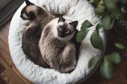 Frank’s Small Cuddler – Cream -Chic Furniture Shop lifestyle oct 30 2020 10 226f519d 75fb 482a 9dec 7275c733982e