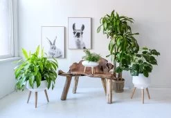 Natura Dian Bench 12 Natura Dian Bench -Chic Furniture Shop natura dian bench 2