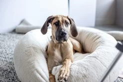 Frank’s Large Cuddler – Cream 23 Frank’s Large Cuddler – Cream -Chic Furniture Shop pebble rug franks cuddler cream large baby 3 1