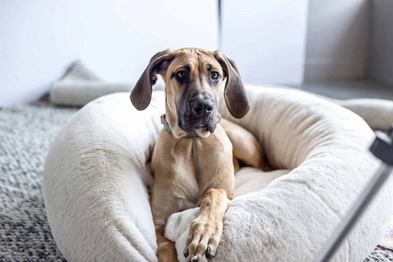 Frank’s Large Cuddler – Cream 4 Frank’s Large Cuddler – Cream - Image 3